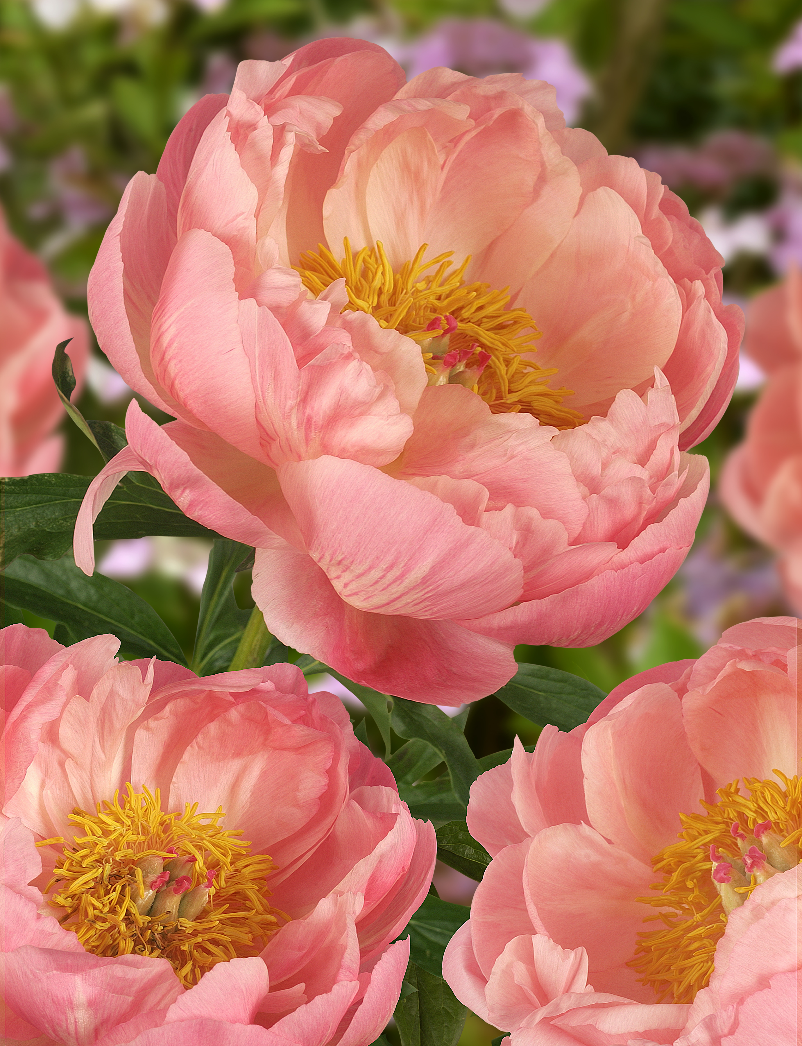 Paeonia lactiflora 'Coral Charm'